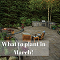 What to Plant in March Blog
