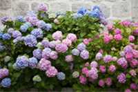 Flowers That Match Your Hardscaping Color Scheme