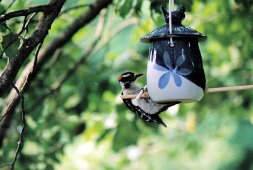 Brighten Up Your Backyard for Under $50