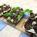 Egg Carton Seed Starters for Earth Day!