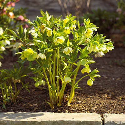 Five Superb Spring Bloomers