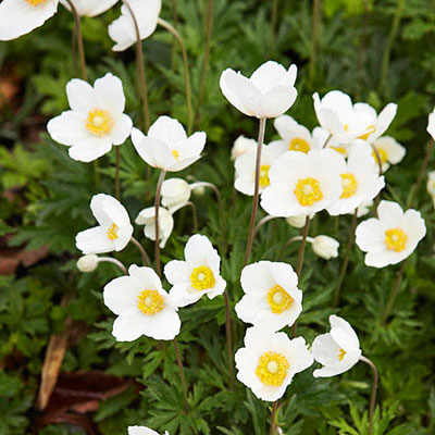 Five Superb Spring Bloomers