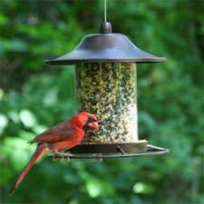 How To Attract Birds To Your Garden Or Yard