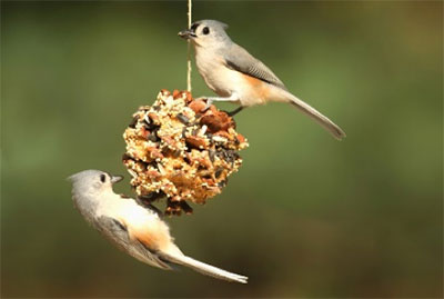 How To Attract Birds To Your Garden Or Yard